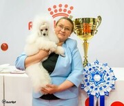 На международной выставке победили белый пудель из России и британский кот из Иерусалима