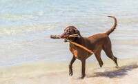 Собака на пляже