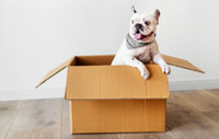 Как переехать с питомцем в новую квартиру — советы ветеринара 