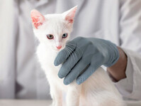 10 советов для безопасной поездки вашего котенка к ветеринару