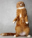 ������������� �������� �����