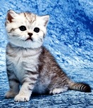 ������������� �������� ����� ISRACAT 2008 � ������� 2008