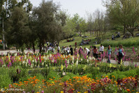 Суккот в Ботаническом саду в Иерусалиме: театральный фестиваль «Ботаниада» для всей семьи